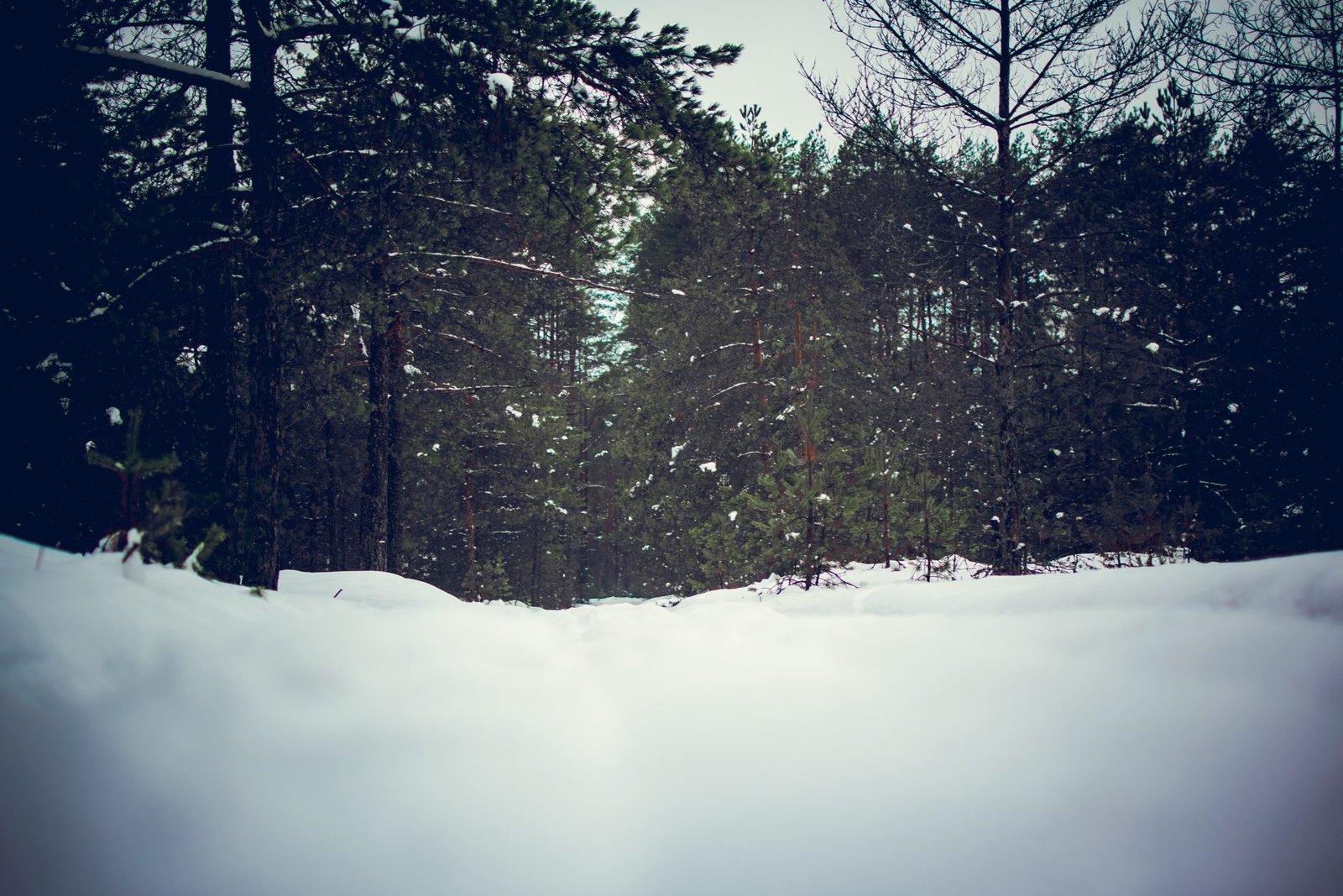Winter Photography
