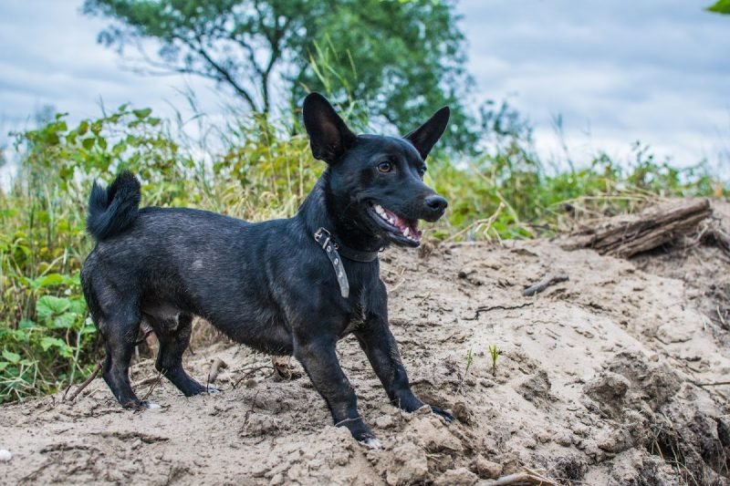 Animal Photography