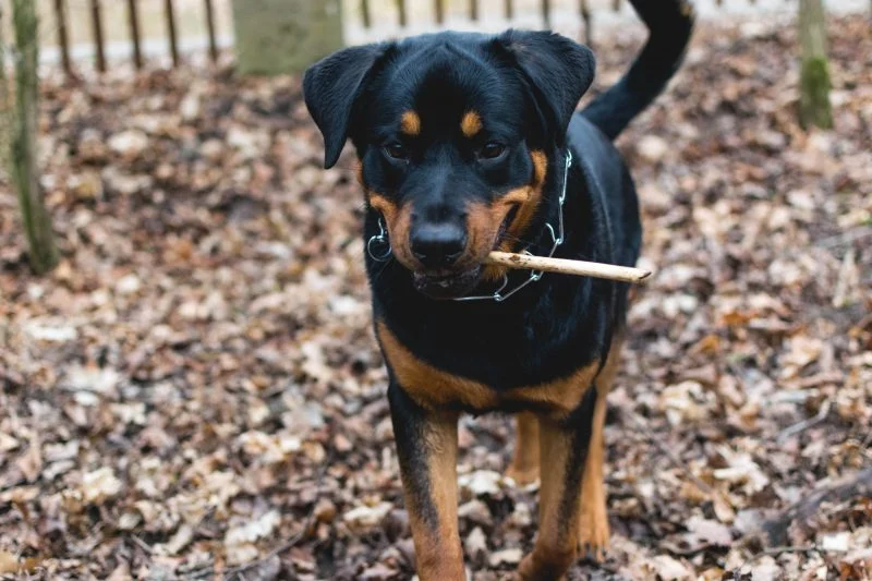 Animal Photography 2020