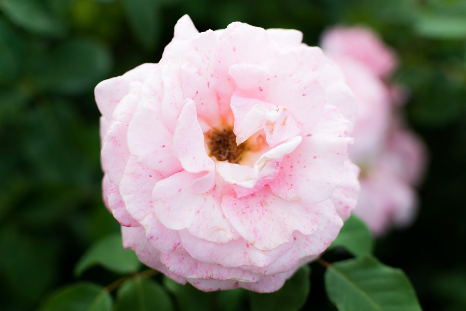 Flower Photography