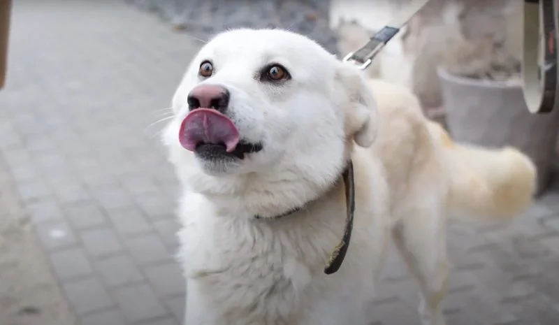 Pawderful